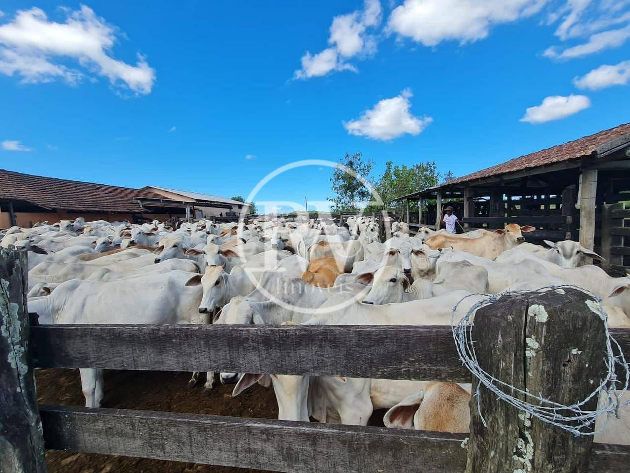 Fazenda Perobas, Araruama 251 Hectares com Vocação Pecuária e Potencial Urbano