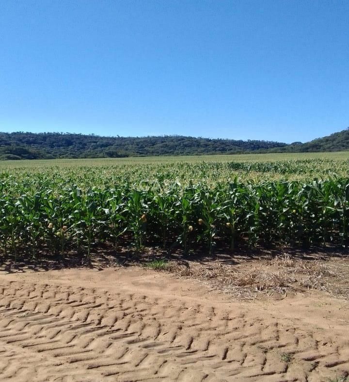 Fazenda à Venda em MineirosGO 126 Alqueires 335 ha em Lavoura Solo de Qualidade