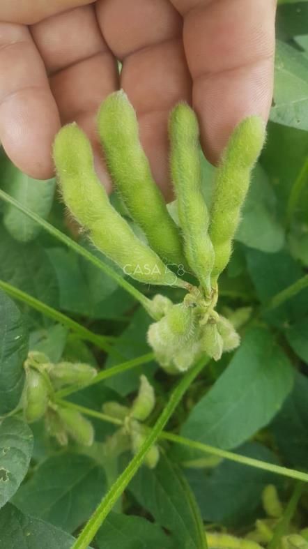 Fazenda à Venda em MineirosGO 126 Alqueires 335 ha em Lavoura Solo de Qualidade