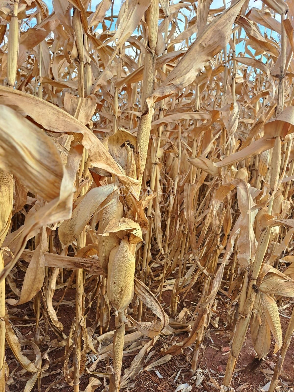 Fazenda à Venda em Inhumas-GO – 919,6 Hectares de Potencial Produtivo