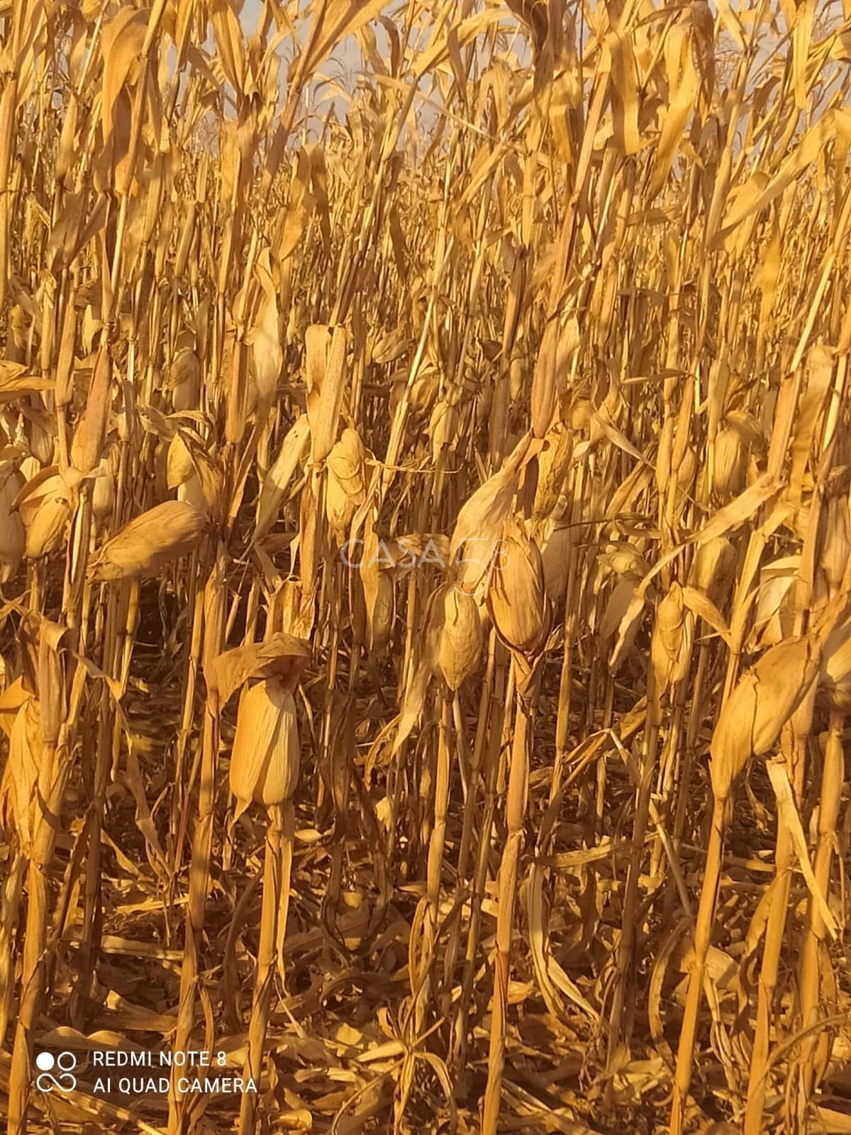 Fazenda à Venda em Inhumas-GO – 919,6 Hectares de Potencial Produtivo