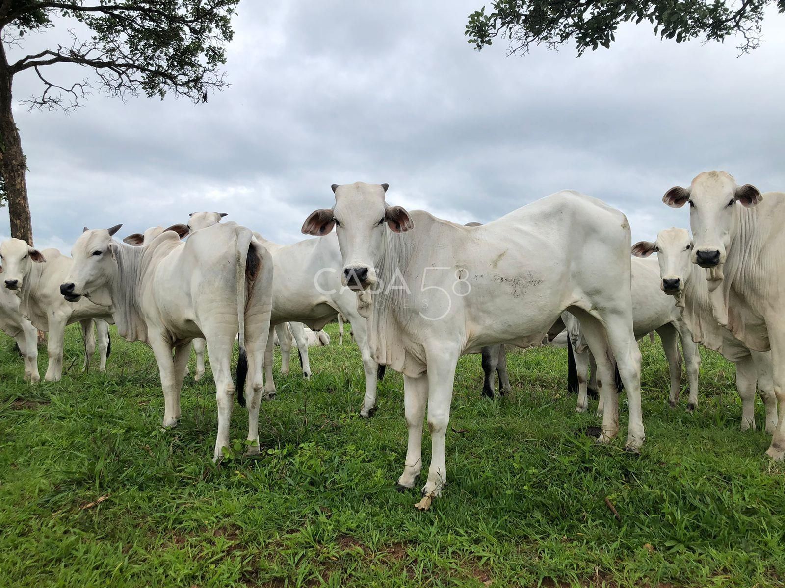 Fazenda à Venda em Marzagão-GO – 240 Alqueires | Pecuária Estruturada