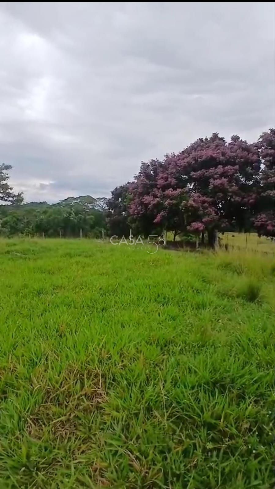 Sítio à venda em Goiás Velho – 42 hectares, pasto formado e água abundante
