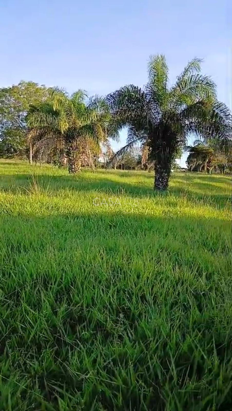 Sítio à venda em Goiás Velho – 42 hectares, pasto formado e água abundante