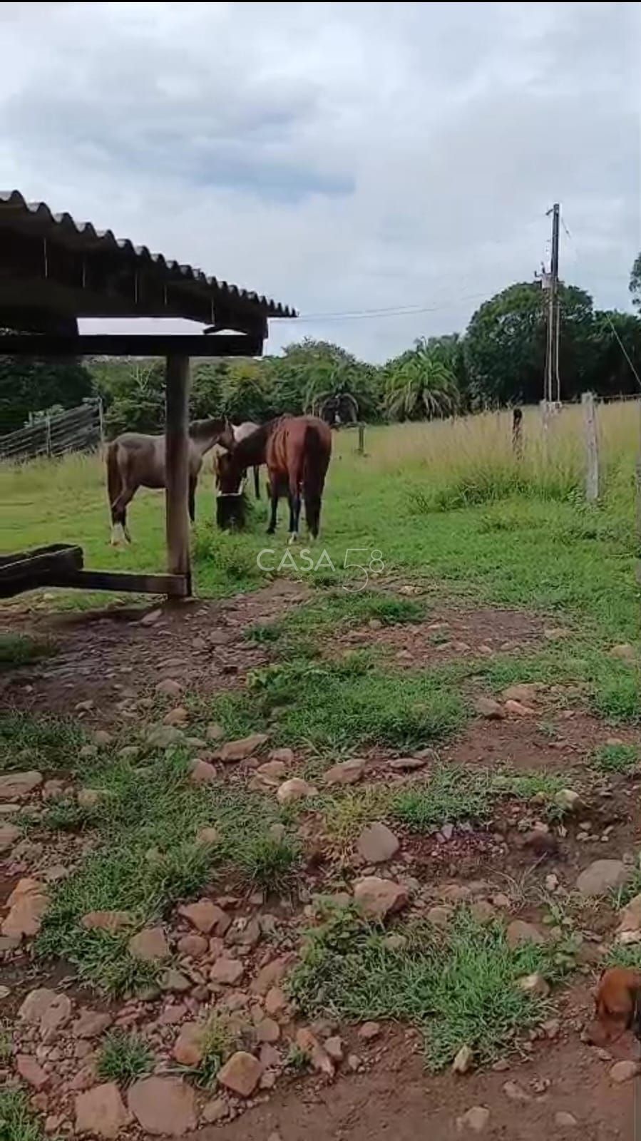 Sítio à venda em Goiás Velho – 42 hectares, pasto formado e água abundante