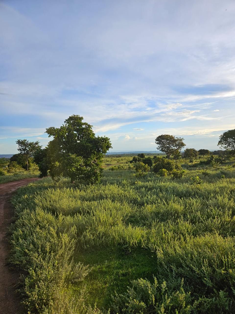 Fazenda à Venda em Baliza, GO / 5033 hectares / Área Agriculturável / 3000 hectares / Área em Pastagens /4000 hectares /Rio de Grande Porte