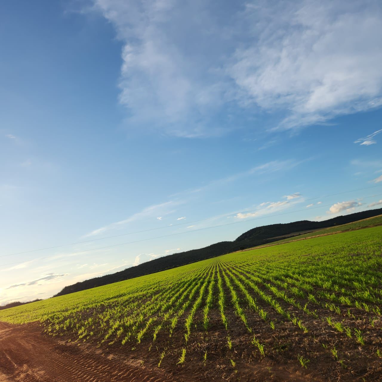 Fazenda à Venda em Baliza / GO / 1471 hectares / 1000 Hectares de Área para plantio / 400km de Goiânia / Benfeitorias Completas