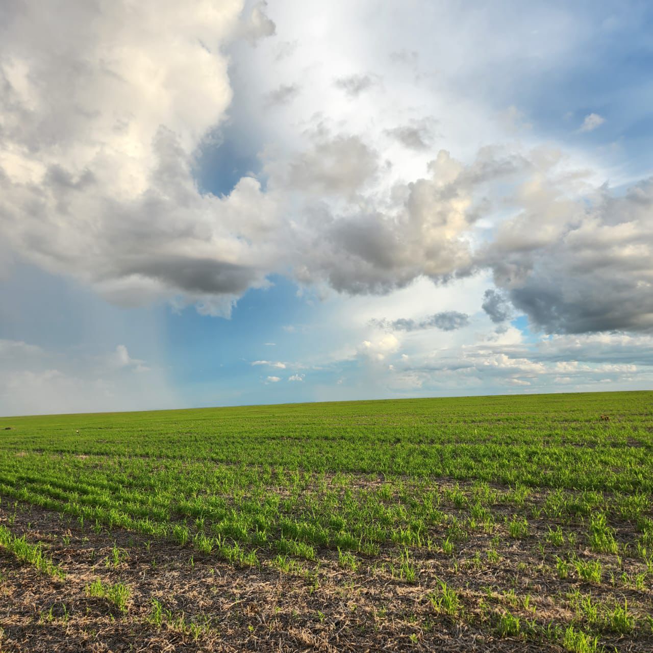 Fazenda à Venda em Baliza / GO / 1471 hectares / 1000 Hectares de Área para plantio / 400km de Goiânia / Benfeitorias Completas