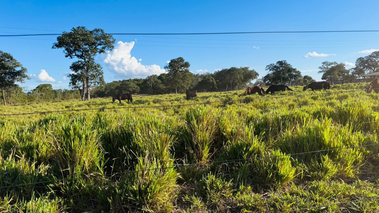 Fazenda à Venda em Aruanã, GO / Dupla Aptidão / Área Total / 13.765 hectares / Área em Pastagens 9.300 hectares / Área em Agricultura 900 hectares