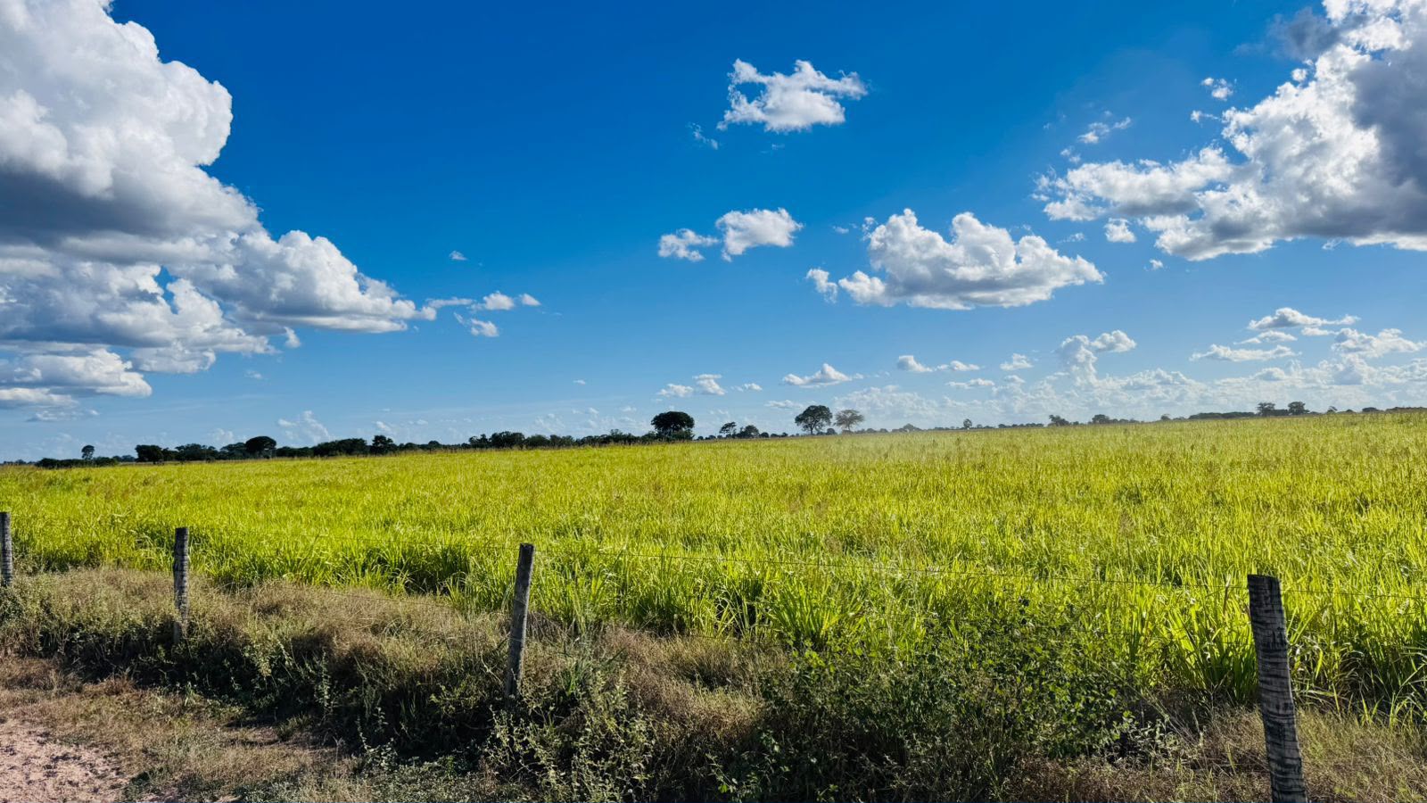 Fazenda à Venda em Aruanã, GO / Dupla Aptidão / Área Total / 13.765 hectares / Área em Pastagens 9.300 hectares / Área em Agricultura 900 hectares