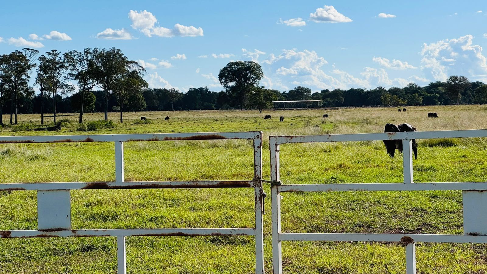 Fazenda à Venda em Aruanã, GO / Dupla Aptidão / Área Total / 13.765 hectares / Área em Pastagens 9.300 hectares / Área em Agricultura 900 hectares