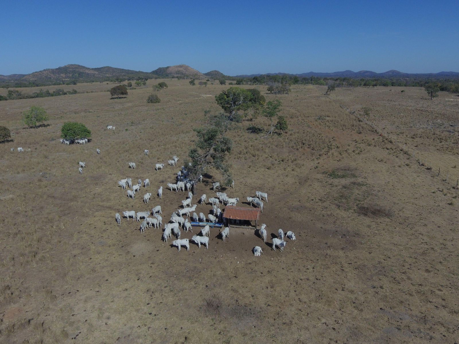 Fazenda à Venda na Região do Vale do Araguaia / 9.975 hectares de área total / 150 divisões de pasto / 1000 cabeças de gado de confinamento / Mozarlândia