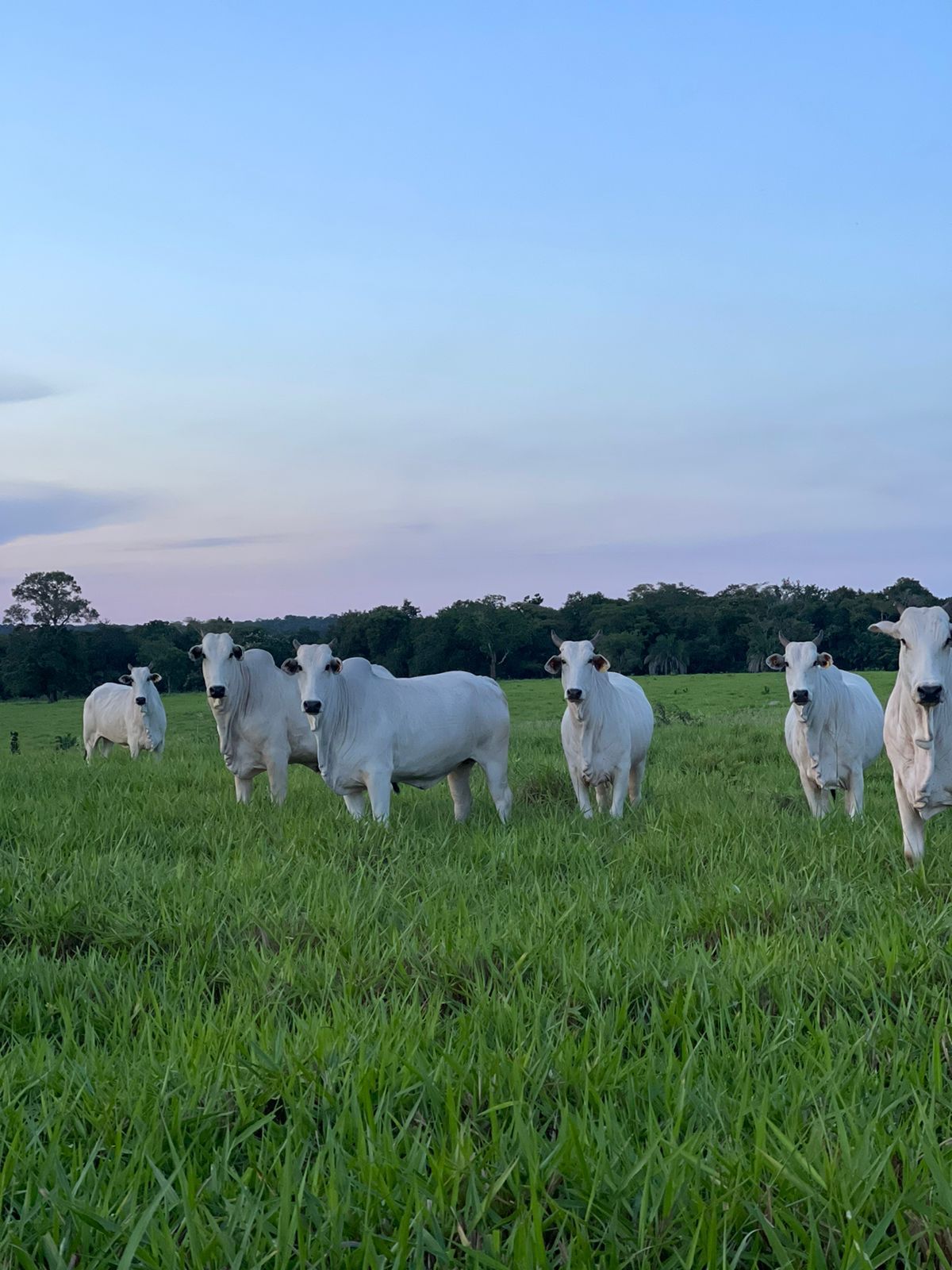 Fazenda à Venda na Região do Vale do Araguaia / 9.975 hectares de área total / 150 divisões de pasto / 1000 cabeças de gado de confinamento / Mozarlândia