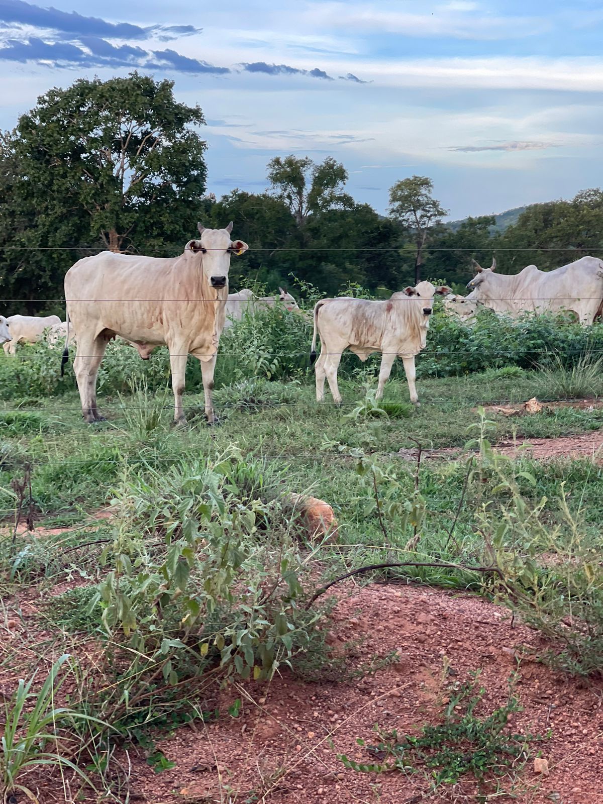Fazenda à Venda em Serranópolis / 3038 hectares de área total / 1200 hectares de área em lavouras / benfeitorias completas / 2.429 hectares de área aberta