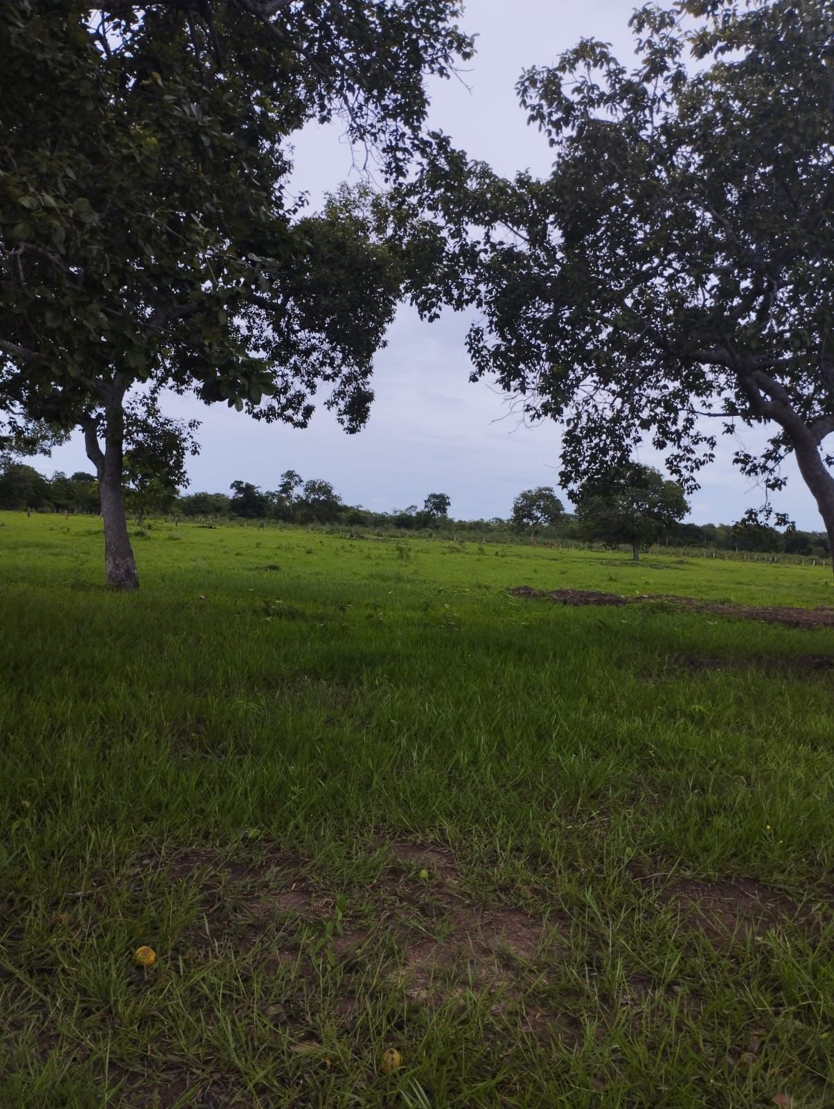 Fazenda à Venda em Nova Crixás, GO / 4080 hectares de área total / 2904 hectares de área aberta / 9 km do Rio Araguaia