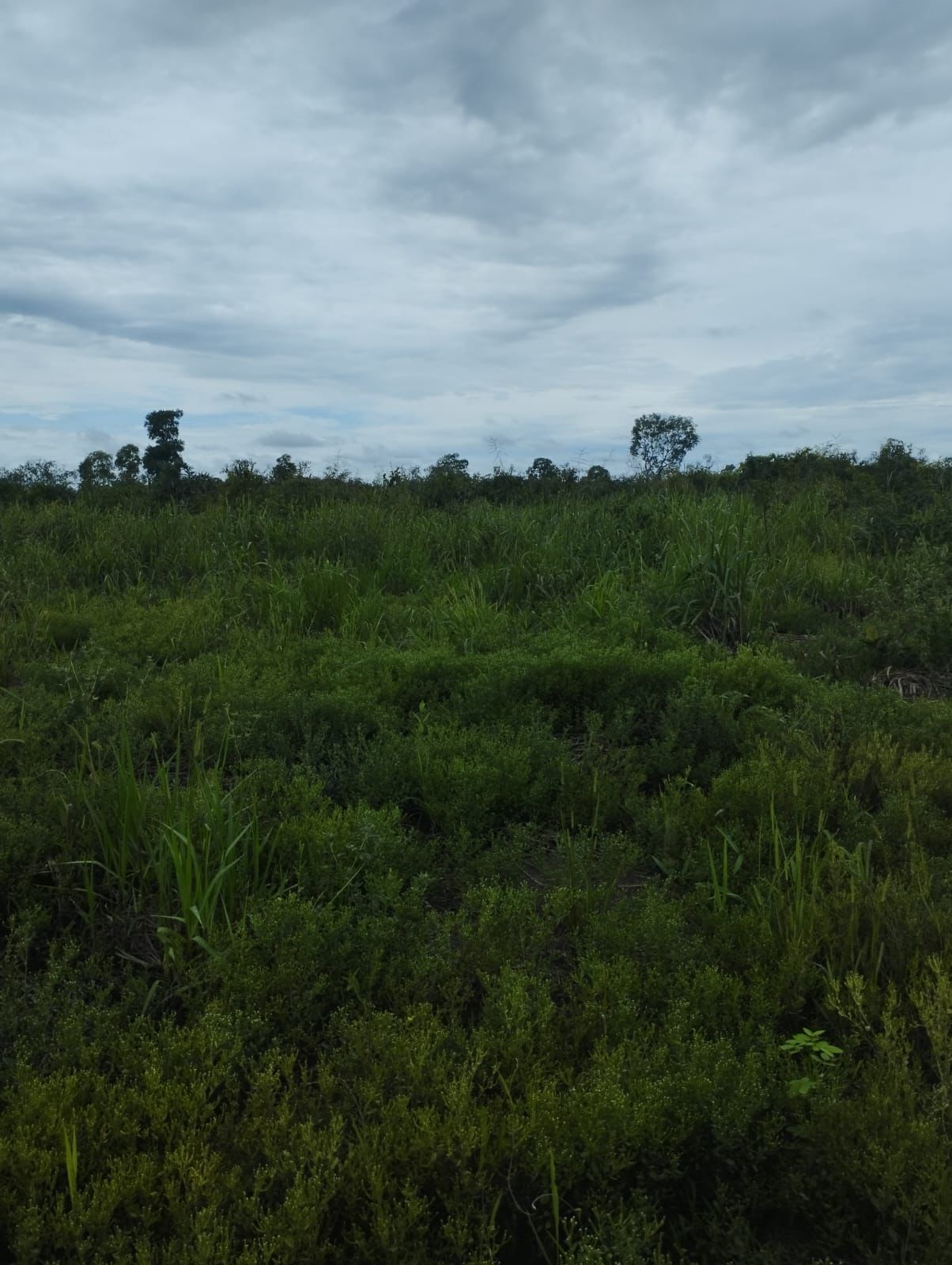 Fazenda à Venda em Nova Crixás, GO / 4080 hectares de área total / 2904 hectares de área aberta / 9 km do Rio Araguaia