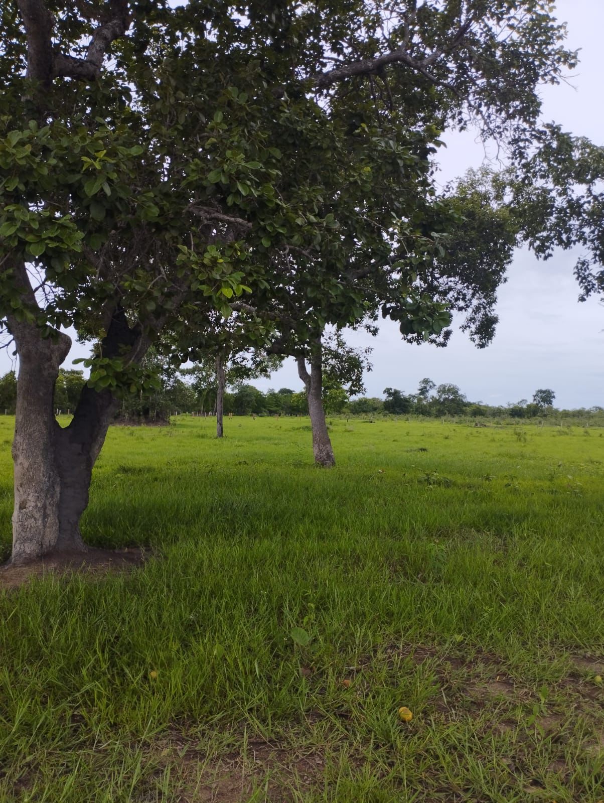 Fazenda à Venda em Nova Crixás, GO / 4080 hectares de área total / 2904 hectares de área aberta / 9 km do Rio Araguaia