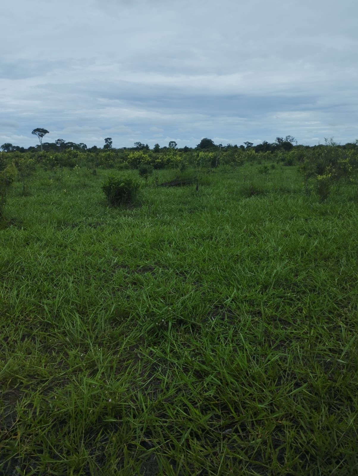 Fazenda à Venda em Nova Crixás, GO / 4080 hectares de área total / 2904 hectares de área aberta / 9 km do Rio Araguaia
