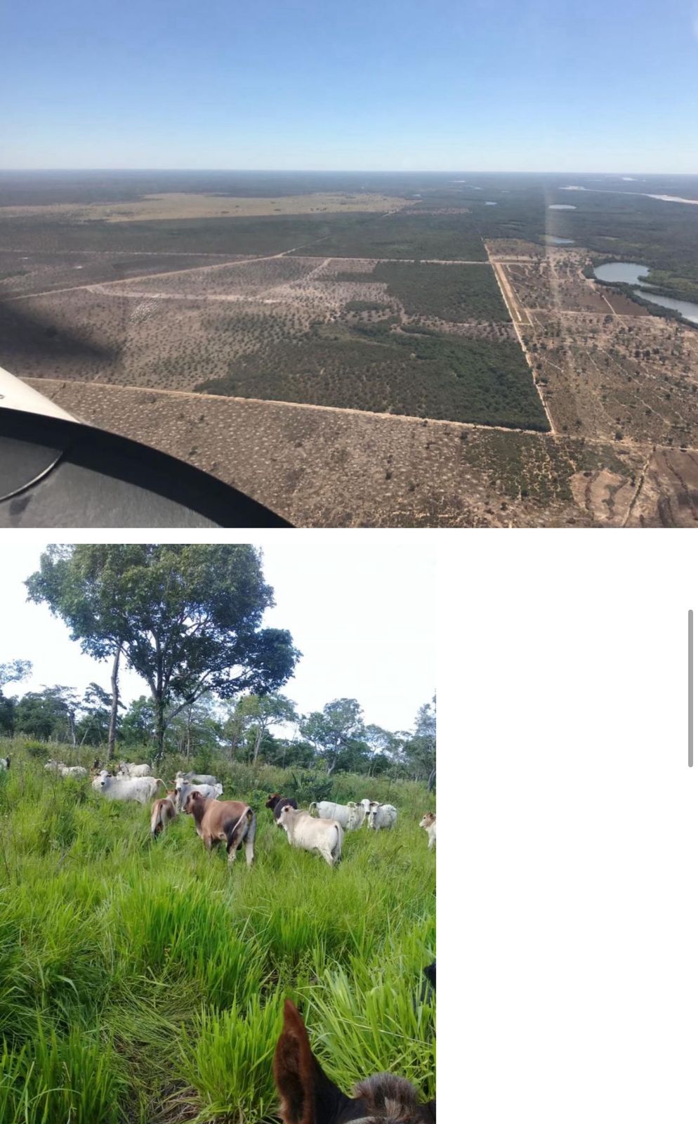 Fazenda à Venda em Cocalinho, MT / 14.360 hectares em área total / 4.200 em área de pastagem / 100 hectares de área em pastos nativos / 43 divisões de pasto / 20km do rio Araguaia