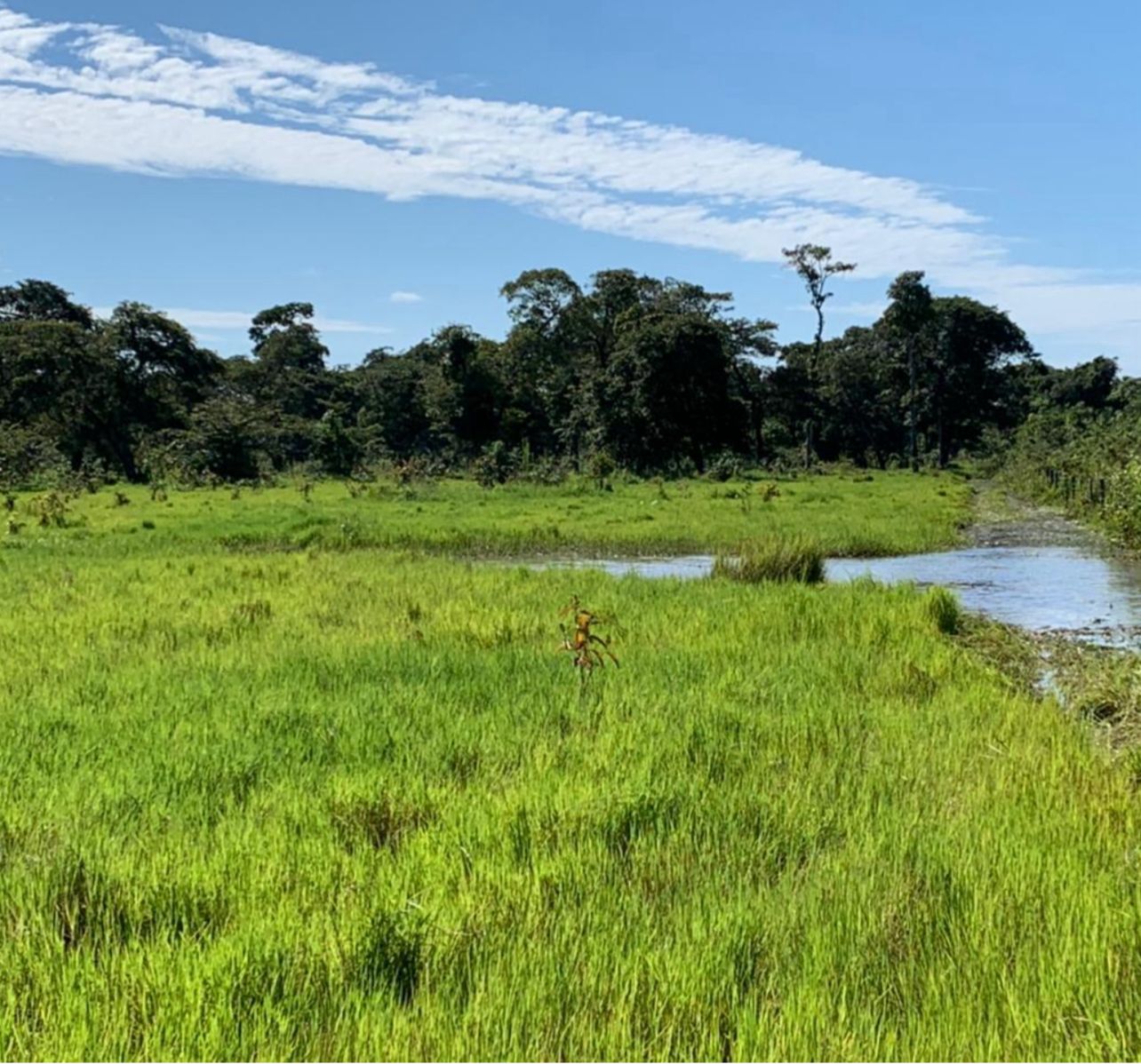 Fazenda à Venda em Cocalinho, MT / 14.360 hectares em área total / 4.200 em área de pastagem / 100 hectares de área em pastos nativos / 43 divisões de pasto / 20km do rio Araguaia