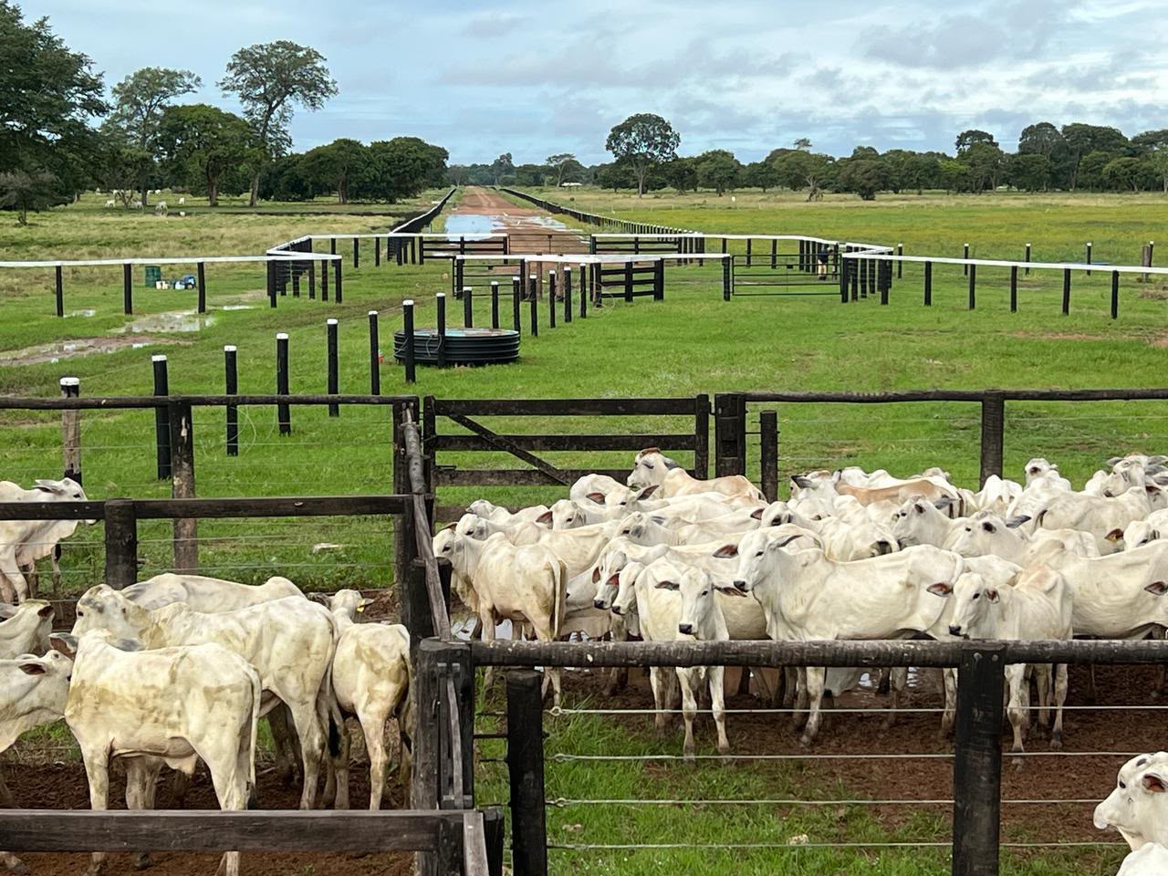 Fazenda à Venda em Aruanã, GO / dupla aptidão / 3.363 hectares de área total / 968 hectares de área em lavoura / 307km de Goiânia / Benfeitorias Completas