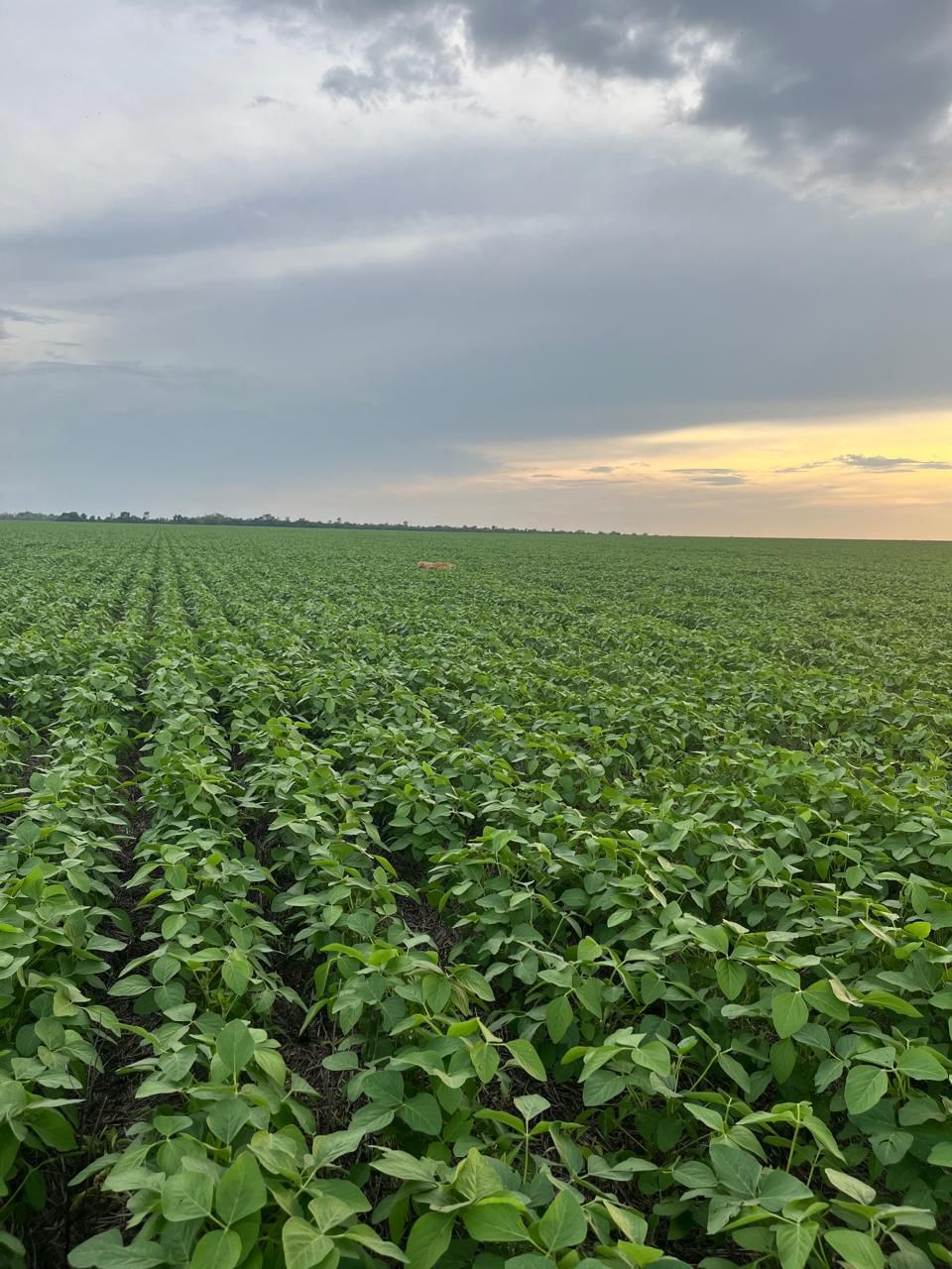 Fazenda à Venda em Santa Rita, GO / 1.573 hectares de área total / 1.200 hectares de área em lavoura / outorga liberada para irrigação / 30km de Goianésia