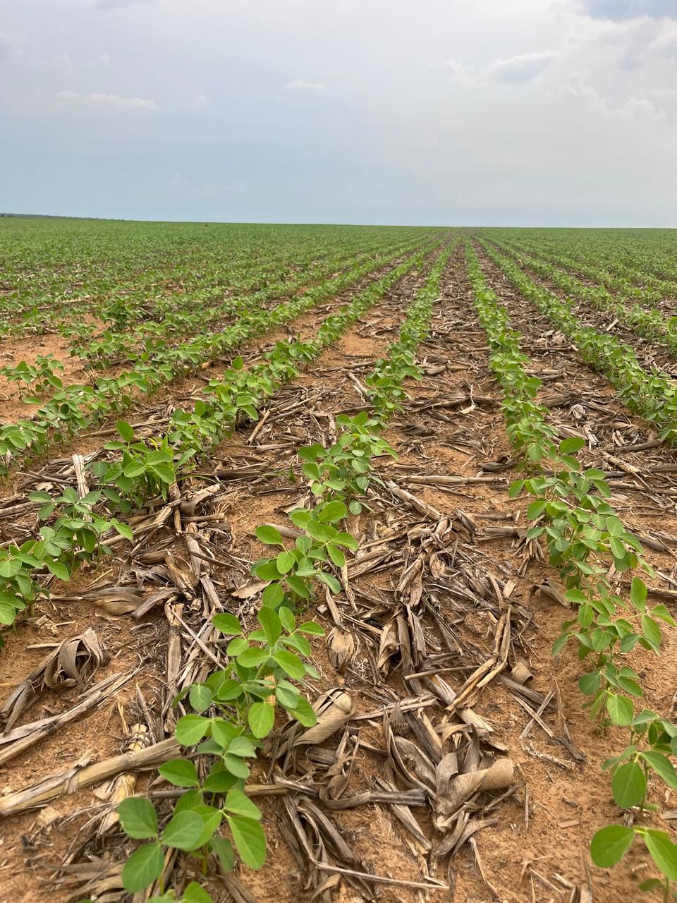 Fazenda à Venda em Santa Rita, GO / 1.573 hectares de área total / 1.200 hectares de área em lavoura / outorga liberada para irrigação / 30km de Goianésia