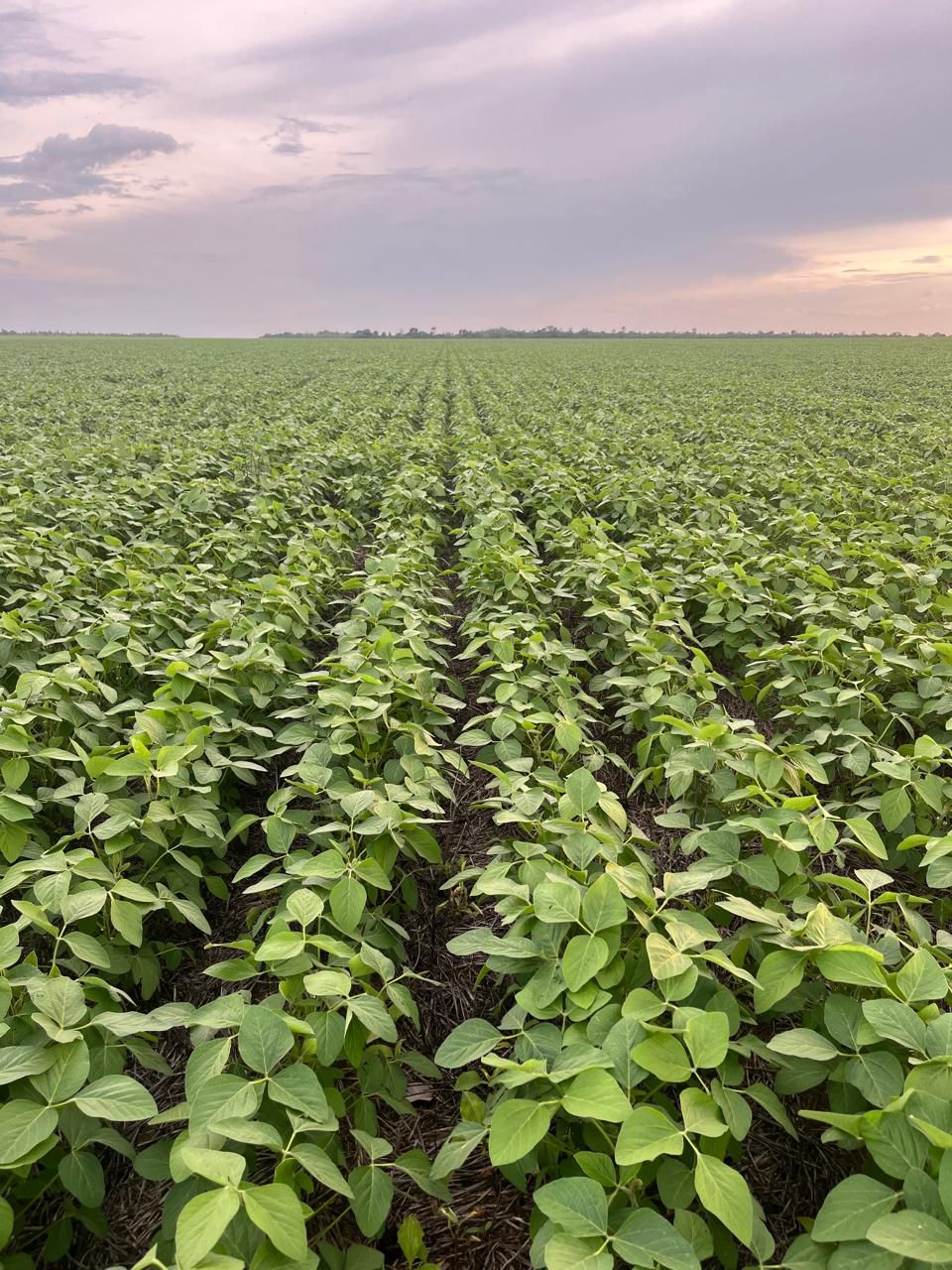 Fazenda à Venda em Santa Rita, GO / 1.573 hectares de área total / 1.200 hectares de área em lavoura / outorga liberada para irrigação / 30km de Goianésia