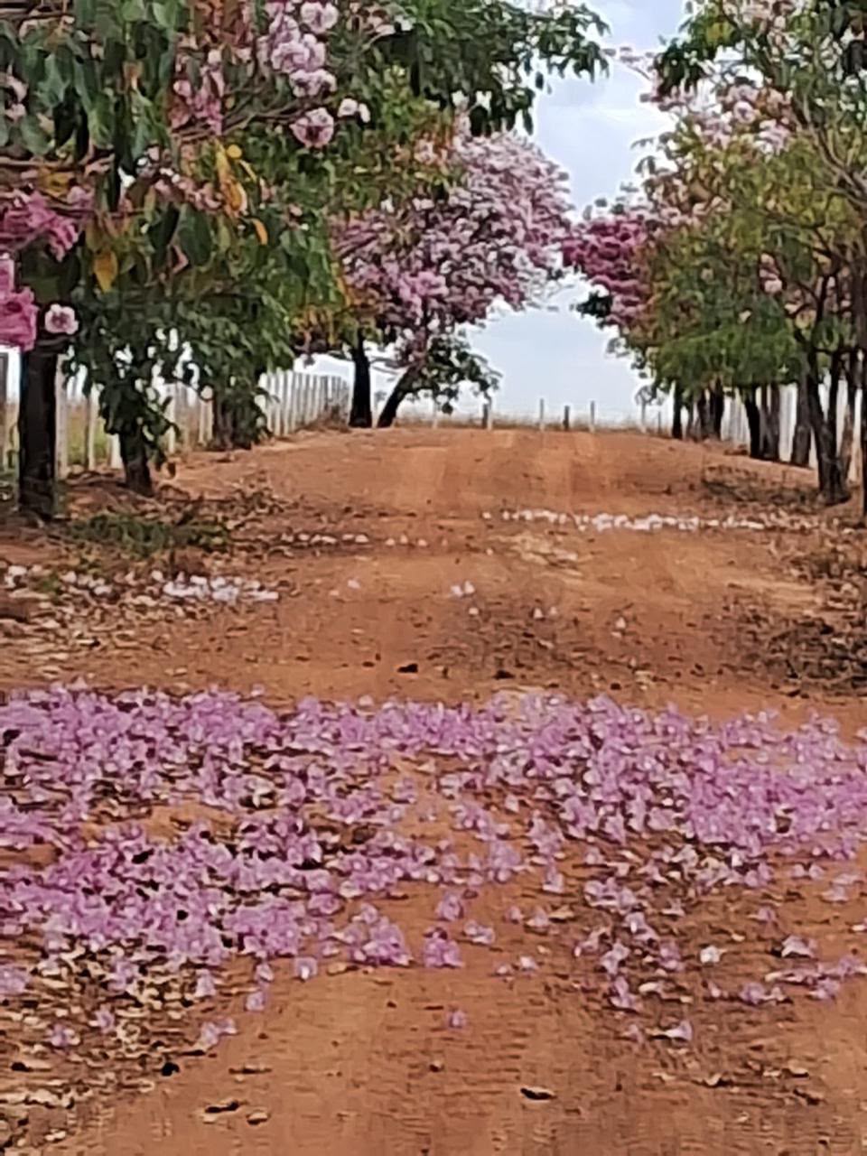 Fazenda de Alto Padrão / 18alq(GO) de Terra de cultura / São Miguel do Passa Quatro / 80km de Goiânia / 400 cabeças de gado / 850 metros de altitude / Fazenda plana / Benfeitorias Completas