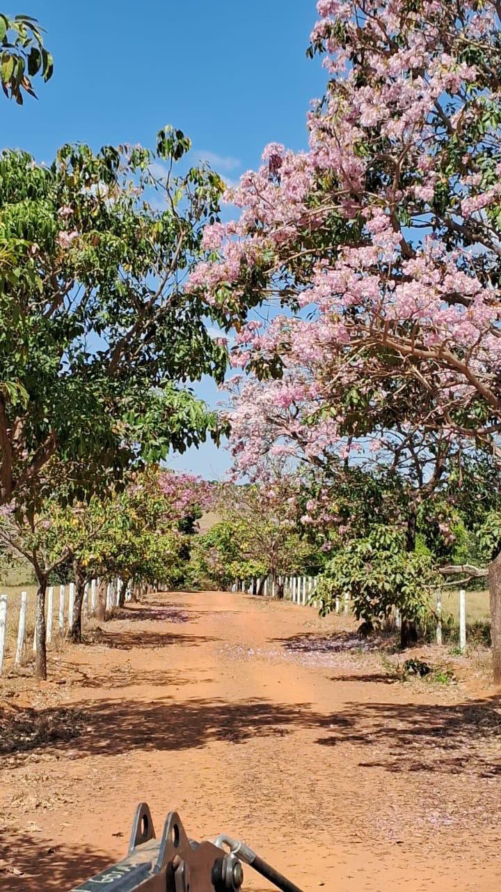 Fazenda de Alto Padrão / 18alq(GO) de Terra de cultura / São Miguel do Passa Quatro / 80km de Goiânia / 400 cabeças de gado / 850 metros de altitude / Fazenda plana / Benfeitorias Completas