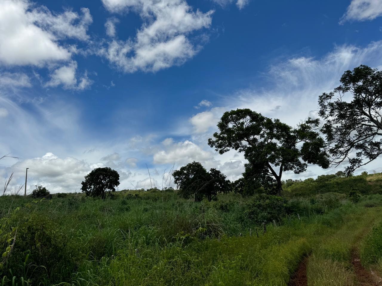 Fazenda em Tesouro, MT / 1936 hectares de área total / 1000 hectares de área em pastagem / Topografia plana e ondulada / 2 currais simples / 150km de Barra do Garças - MT