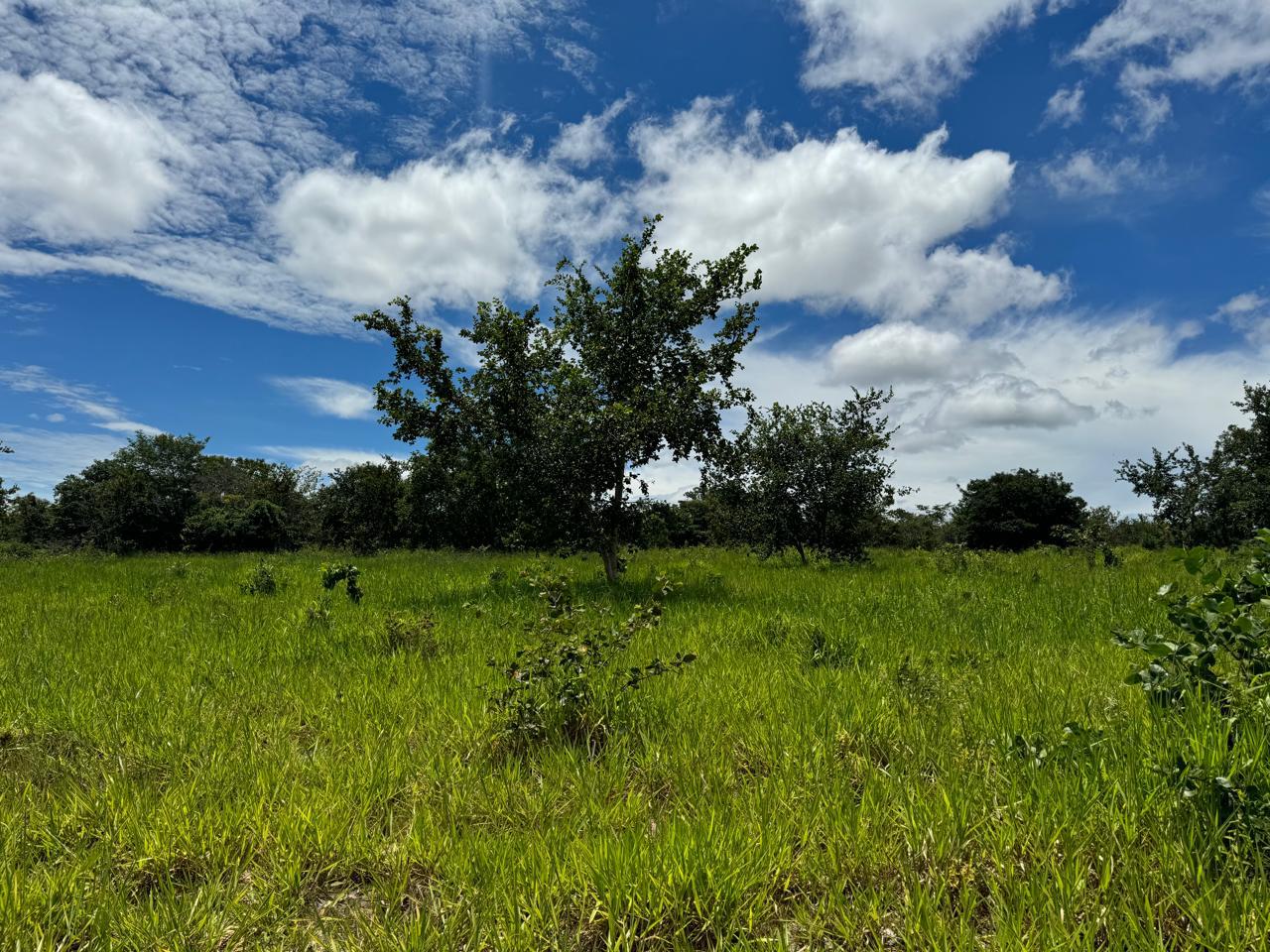 Fazenda em Tesouro, MT / 1936 hectares de área total / 1000 hectares de área em pastagem / Topografia plana e ondulada / 2 currais simples / 150km de Barra do Garças - MT