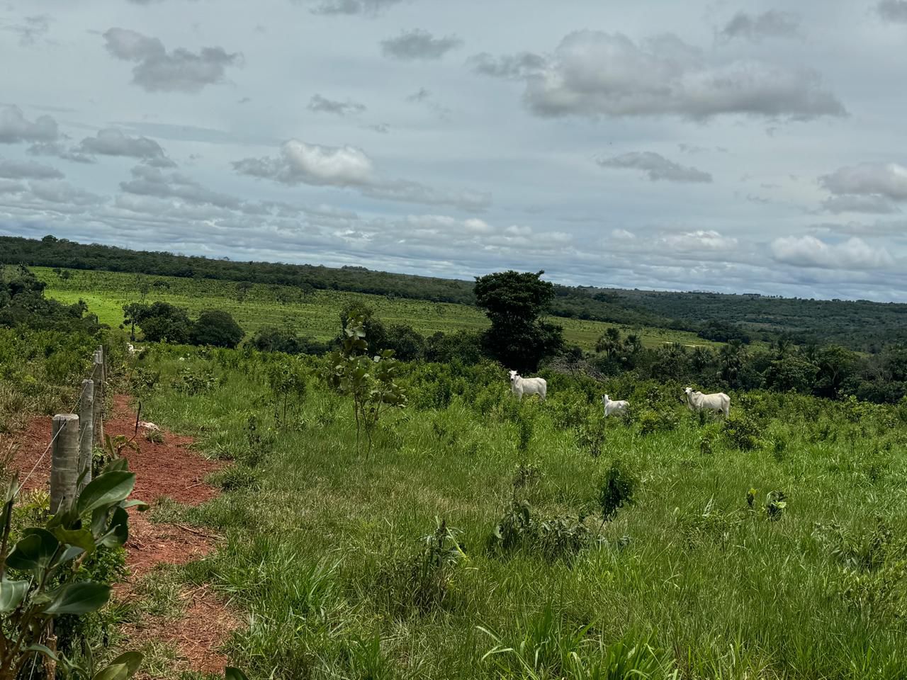 Fazenda em Tesouro, MT / 1936 hectares de área total / 1000 hectares de área em pastagem / Topografia plana e ondulada / 2 currais simples / 150km de Barra do Garças - MT