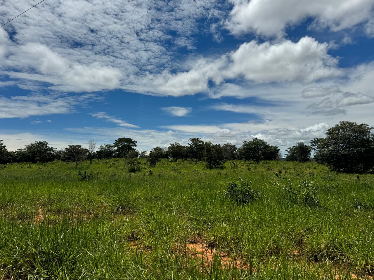 Fazenda em Tesouro, MT / 1936 hectares de área total / 1000 hectares de área em pastagem / Topografia plana e ondulada / 2 currais simples / 150km de Barra do Garças - MT
