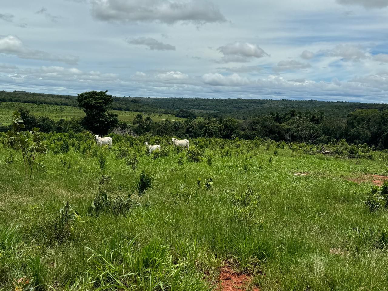 Fazenda em Tesouro, MT / 1936 hectares de área total / 1000 hectares de área em pastagem / Topografia plana e ondulada / 2 currais simples / 150km de Barra do Garças - MT