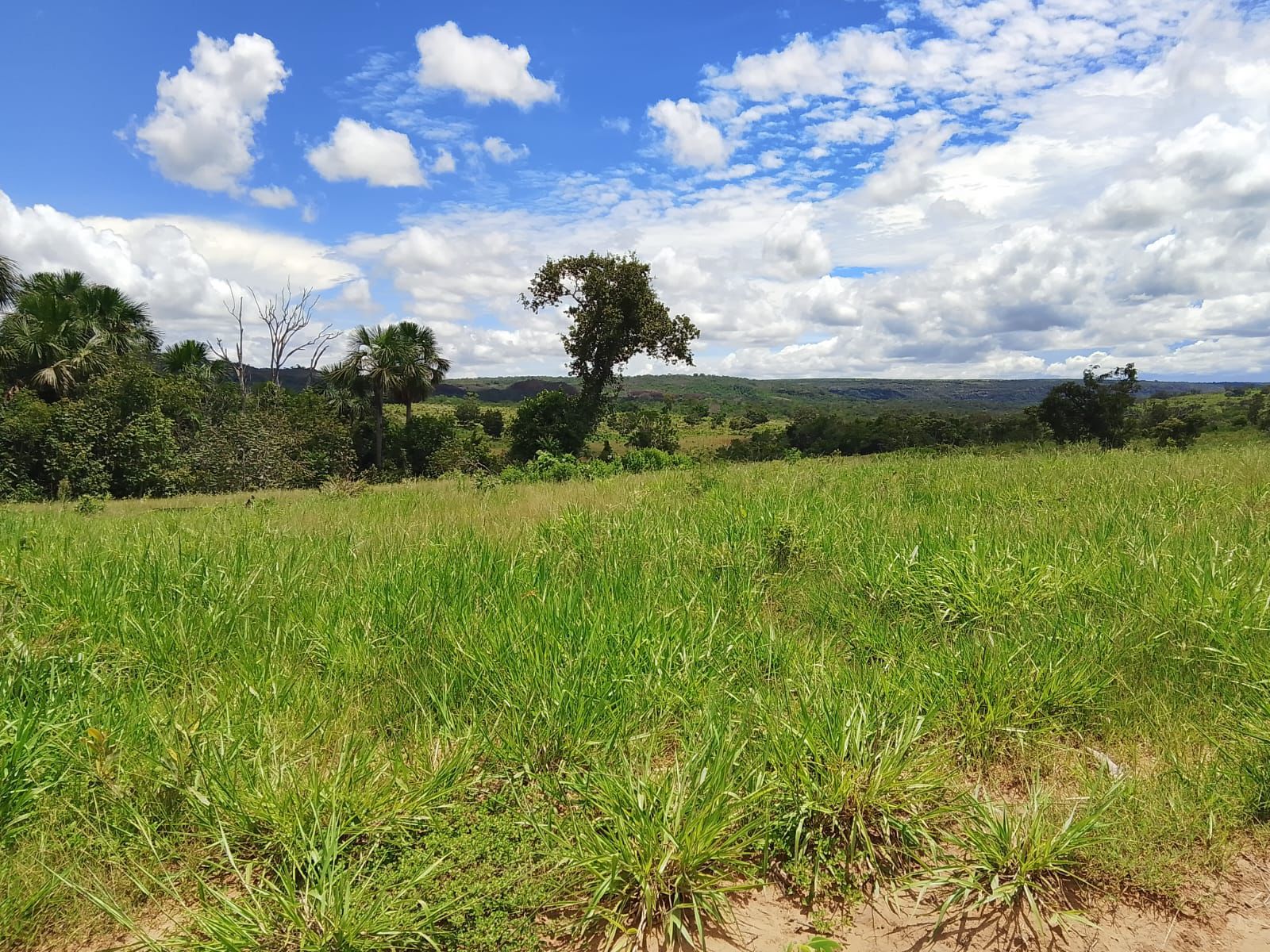 Fazenda em Tesouro, MT / 1936 hectares de área total / 1000 hectares de área em pastagem / Topografia plana e ondulada / 2 currais simples / 150km de Barra do Garças - MT